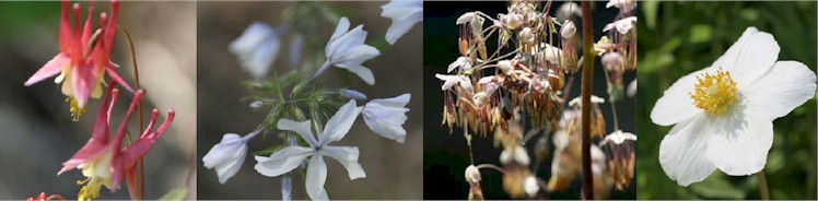 Flower Picture