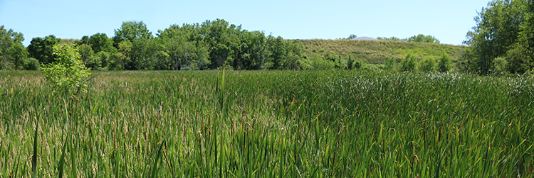 Rice Creek wetland near Long Lake Regional Park