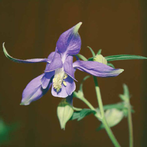 Purple iris flower at Ramsey County Master Gardener sale