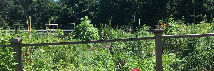 Plants and fence in a community garden