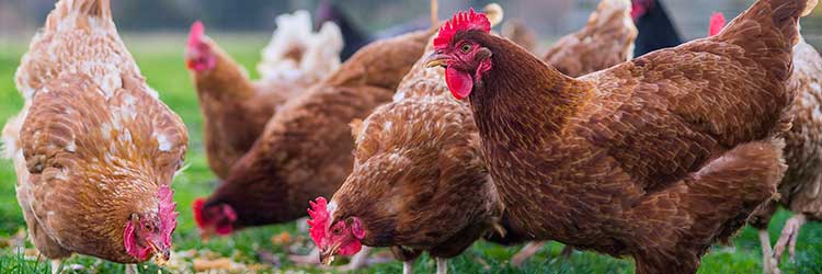 Backyard chickens eating