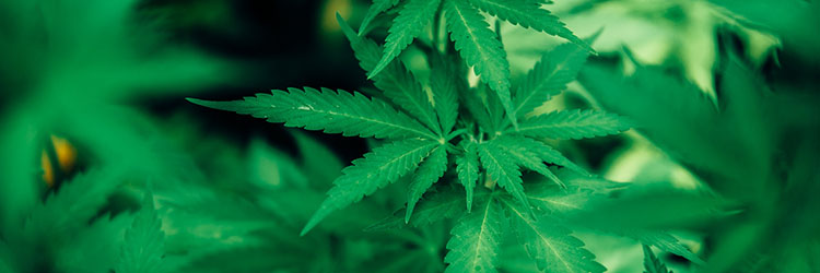 cannabis plant