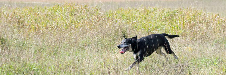 Rice Creek Off-Leash Dog Area