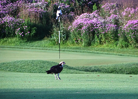 Osprey on Keller Golf Course