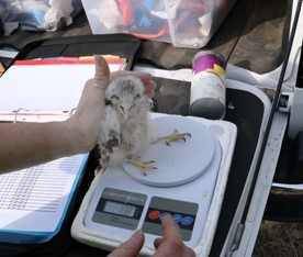 Baby Kestral bird being weighed