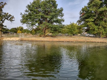 Beaver Lake shoreline in restoration with fence markings and trees.