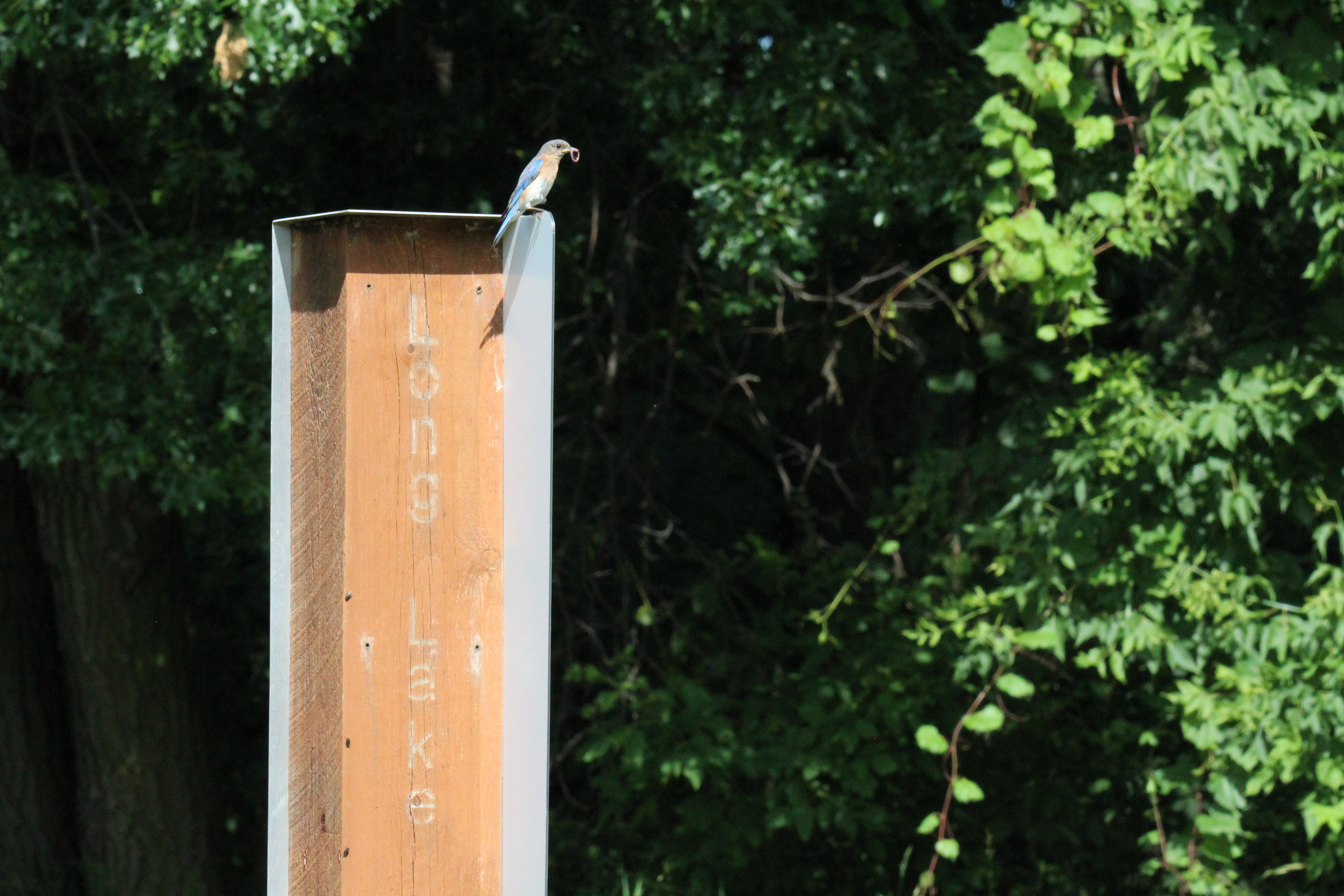 Bluebird sitting atop a brown sign that reads "Long Lake".