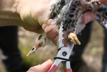 Kestral baby bird getting its foot measured