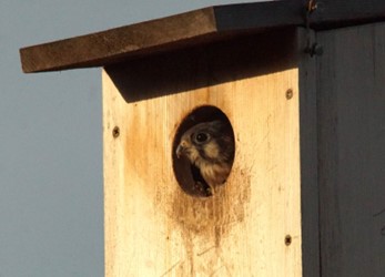 Kestral bird peeking its head and beak out of it's bird house
