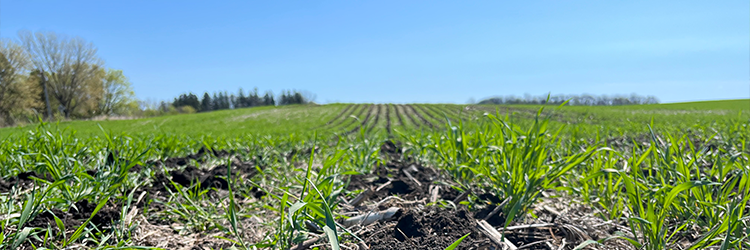 Green plants growing in a farm field on a sunny day.