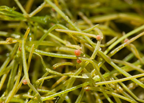 Starry stonewort Starry stonewort