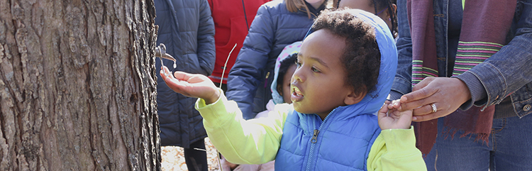 Maple Syrup Program