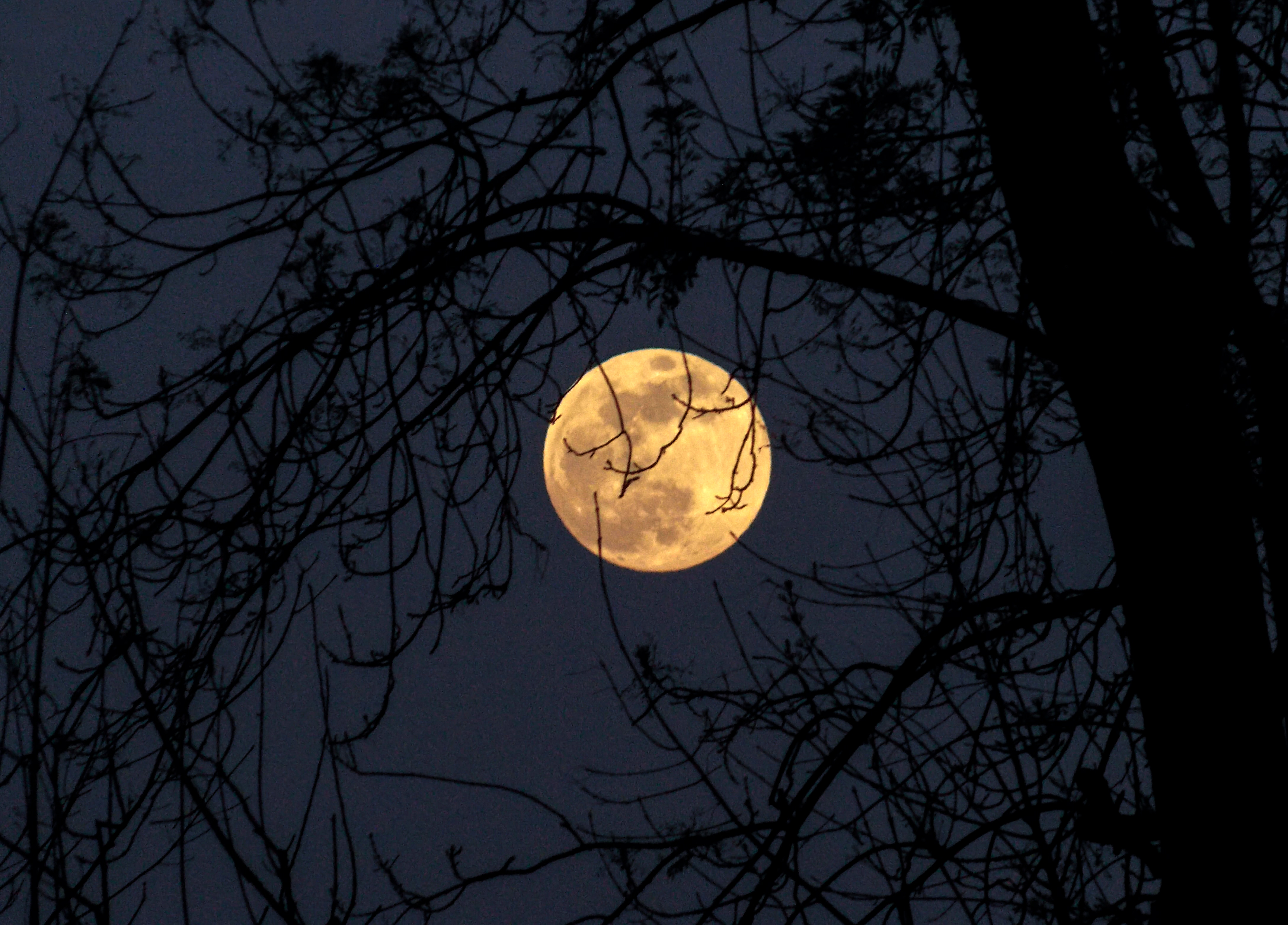 Full moon seen behind a tree at night