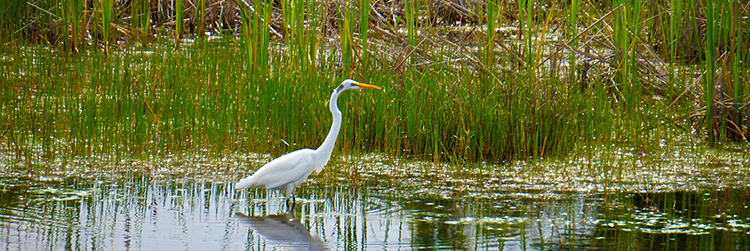 Wetlands