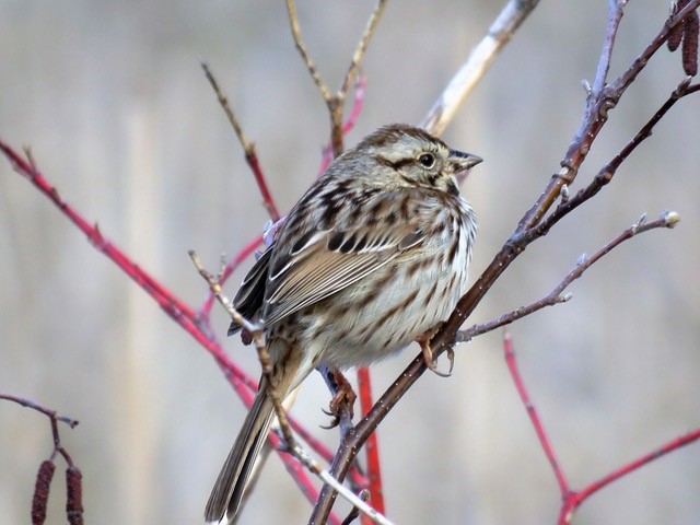 Bird sitting on a branch