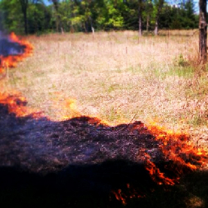 Controlled burn at Tamarack Nature Center Controlled burn at Tamarack Nature Center