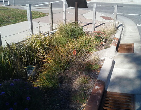 Image of a rain garden