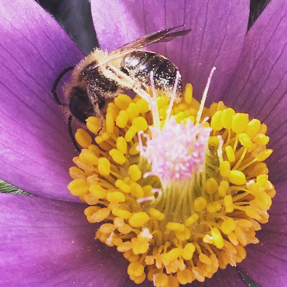 A bee on a purple flower. 
