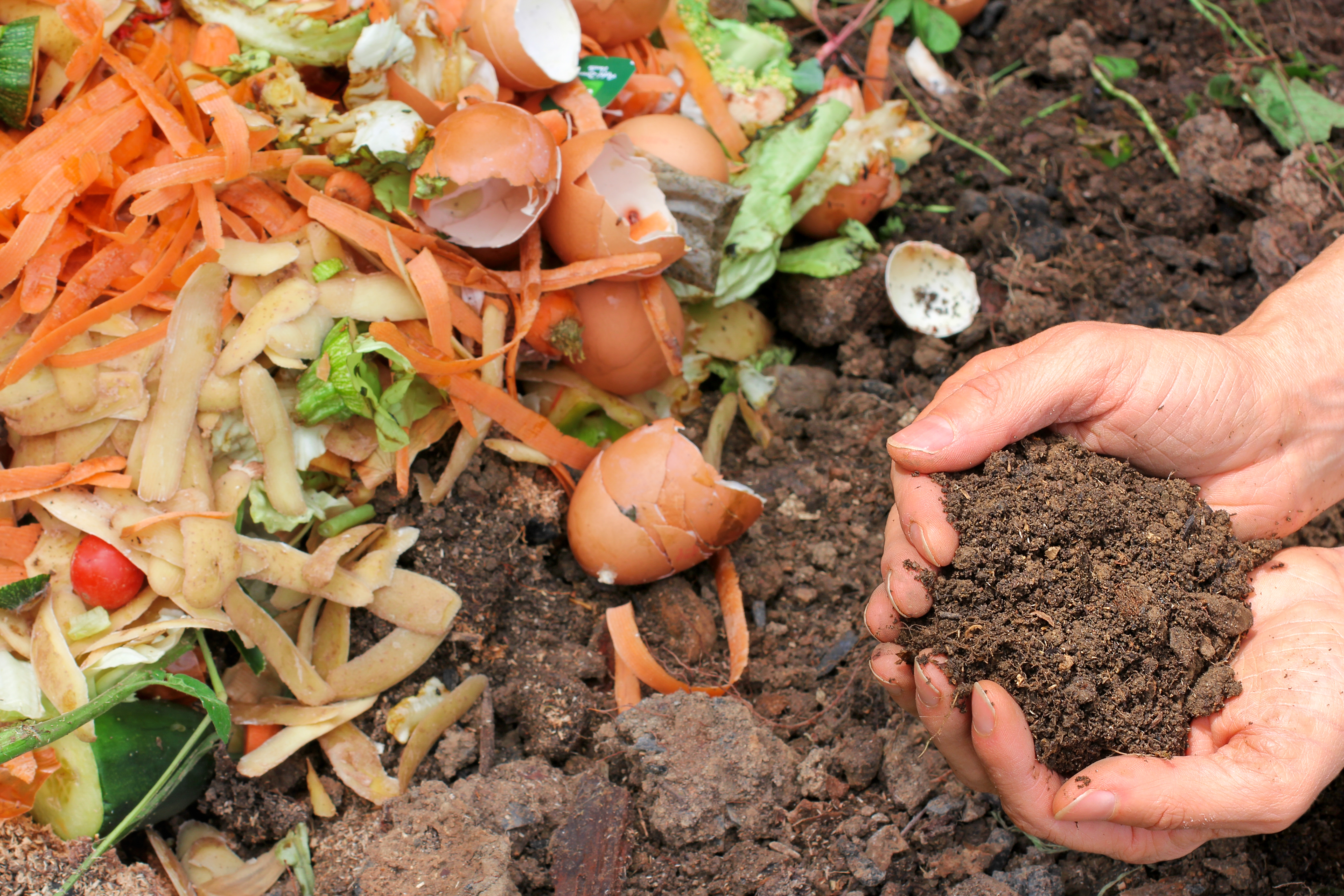 Food scraps, compost and soil