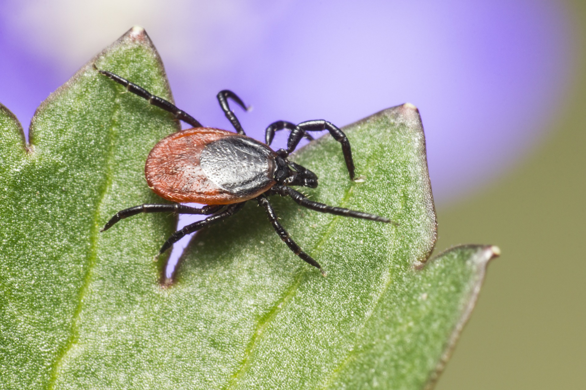 Tick on a leaf