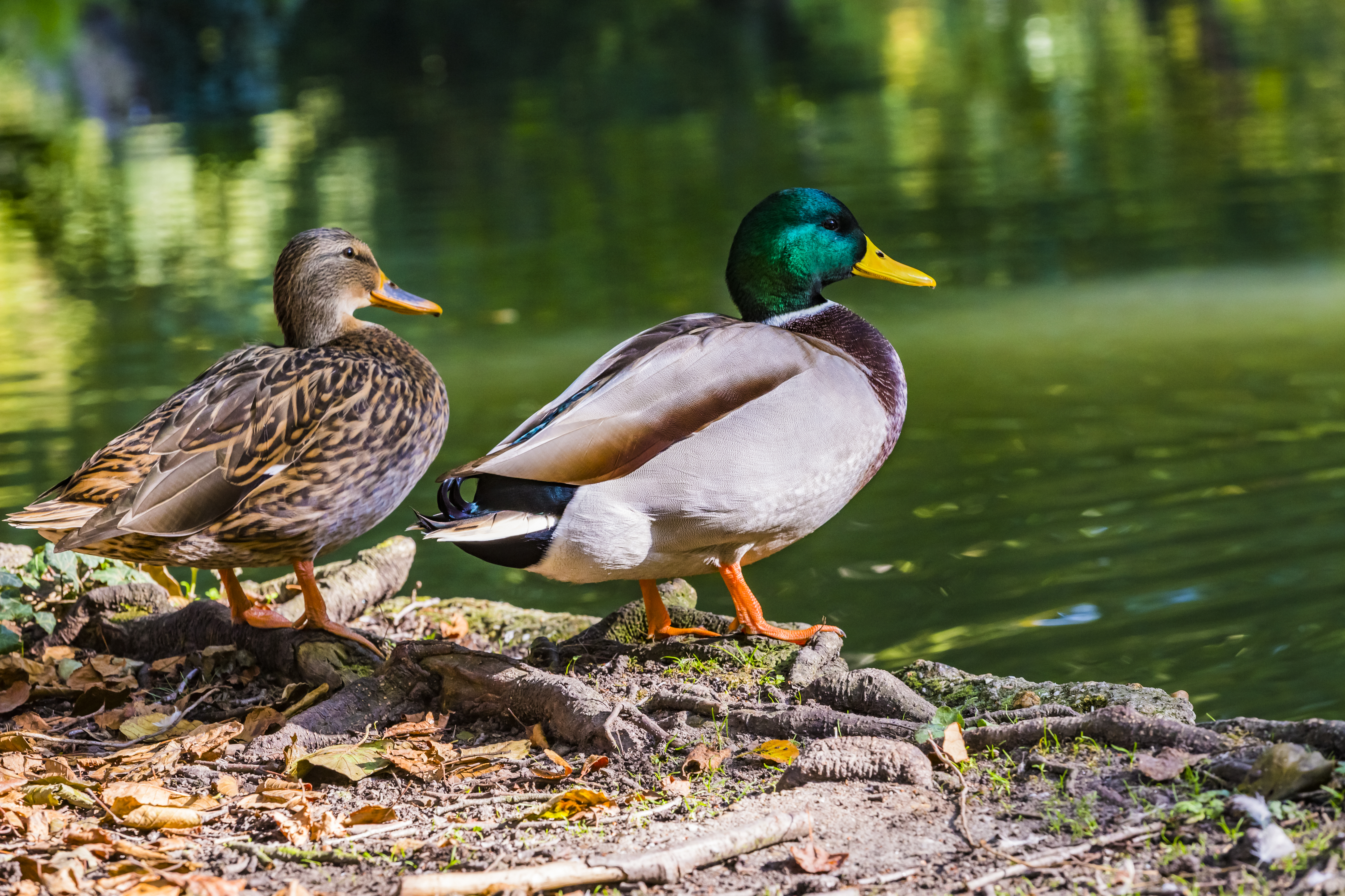 Ducks facing toward a pond