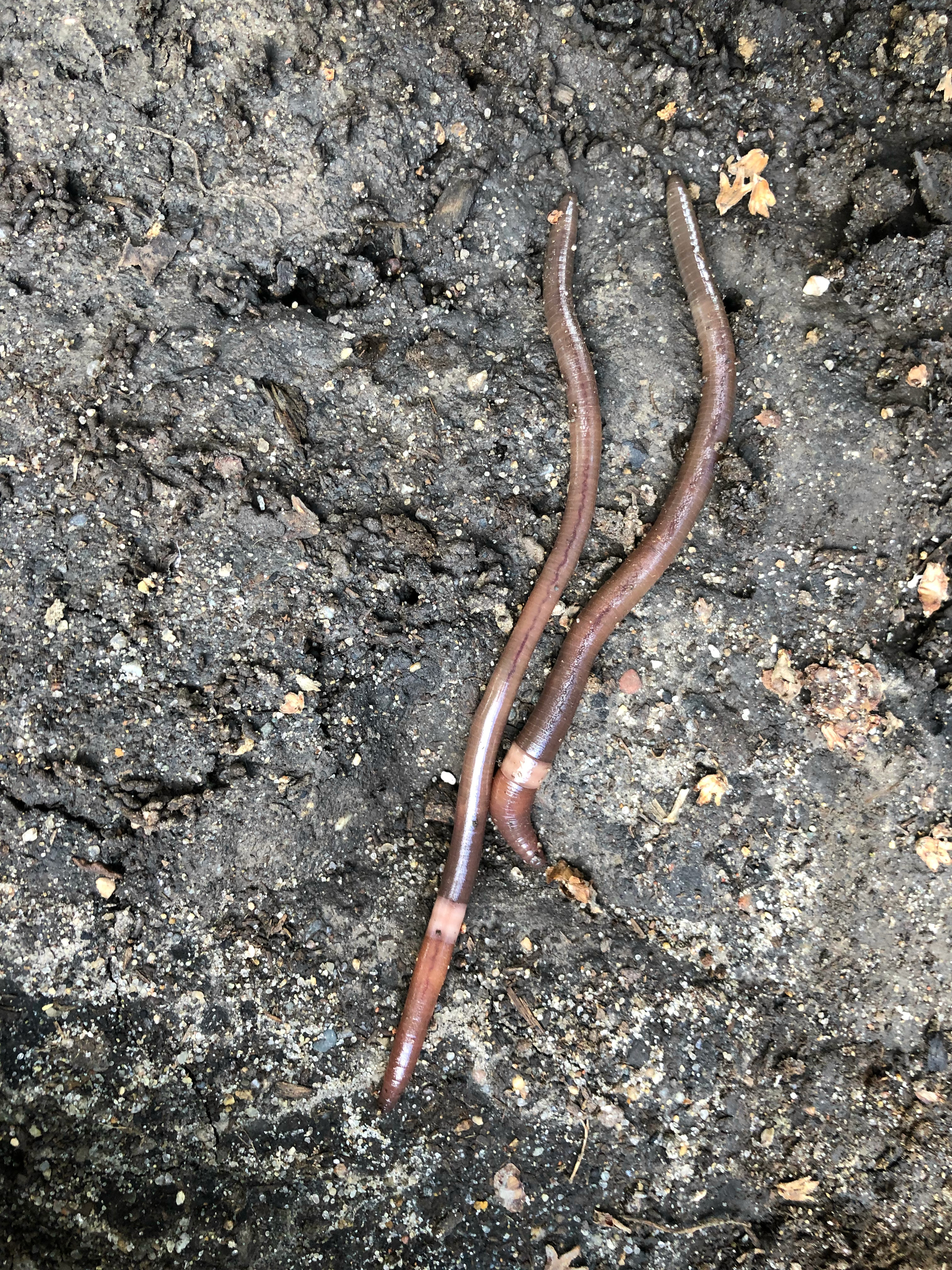 jumping worm in soil