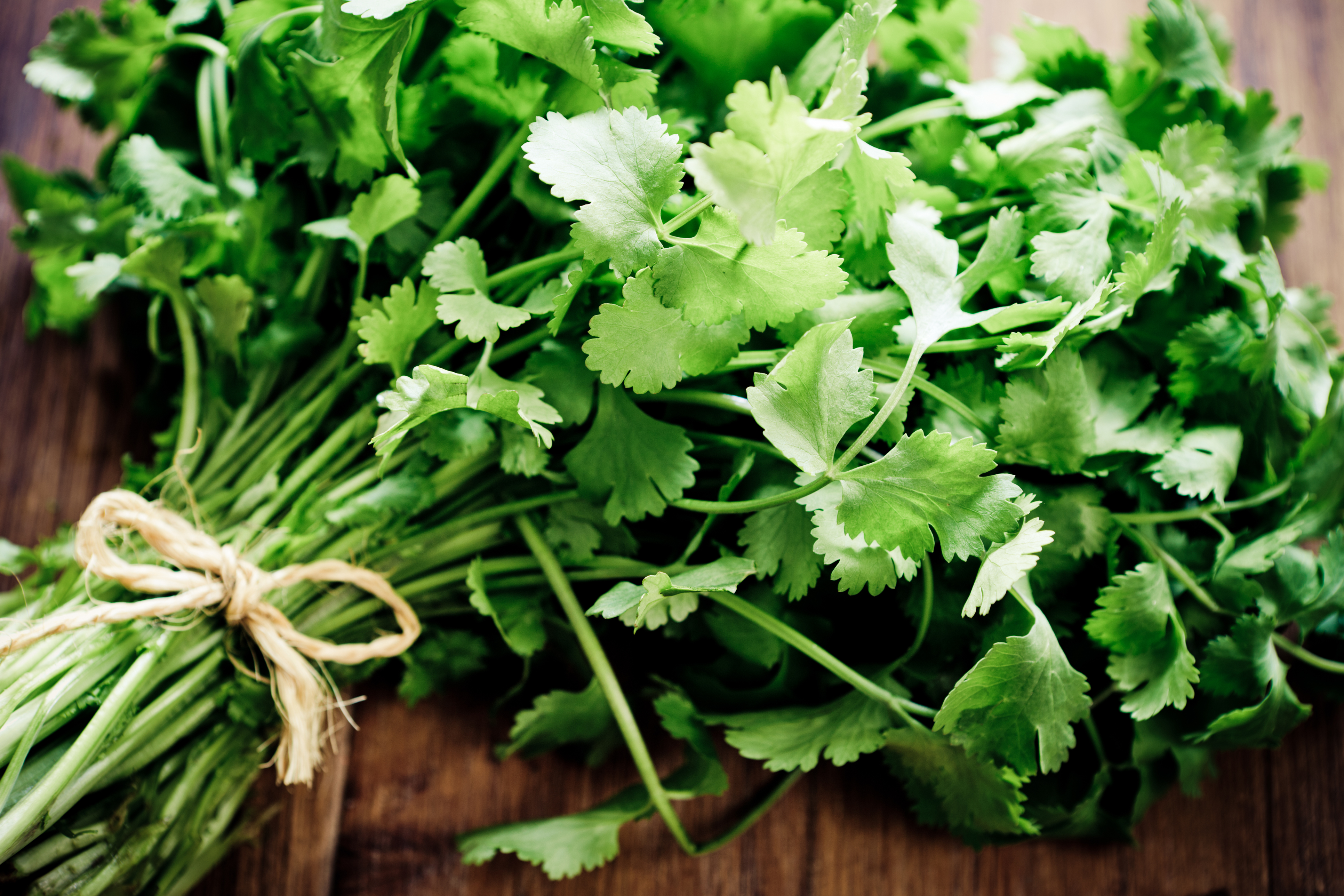 Storing and using fresh herbs