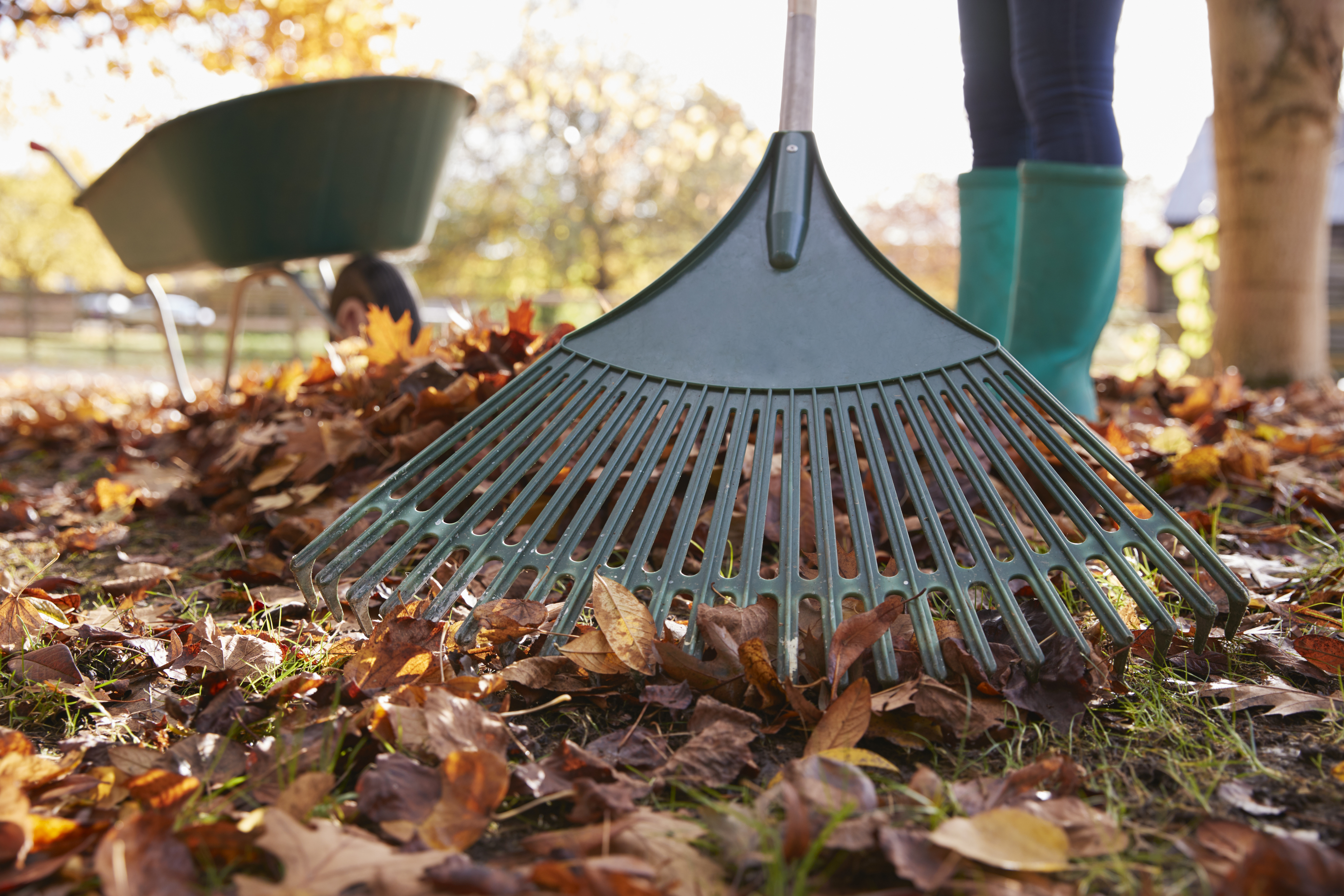 Raking up leaves