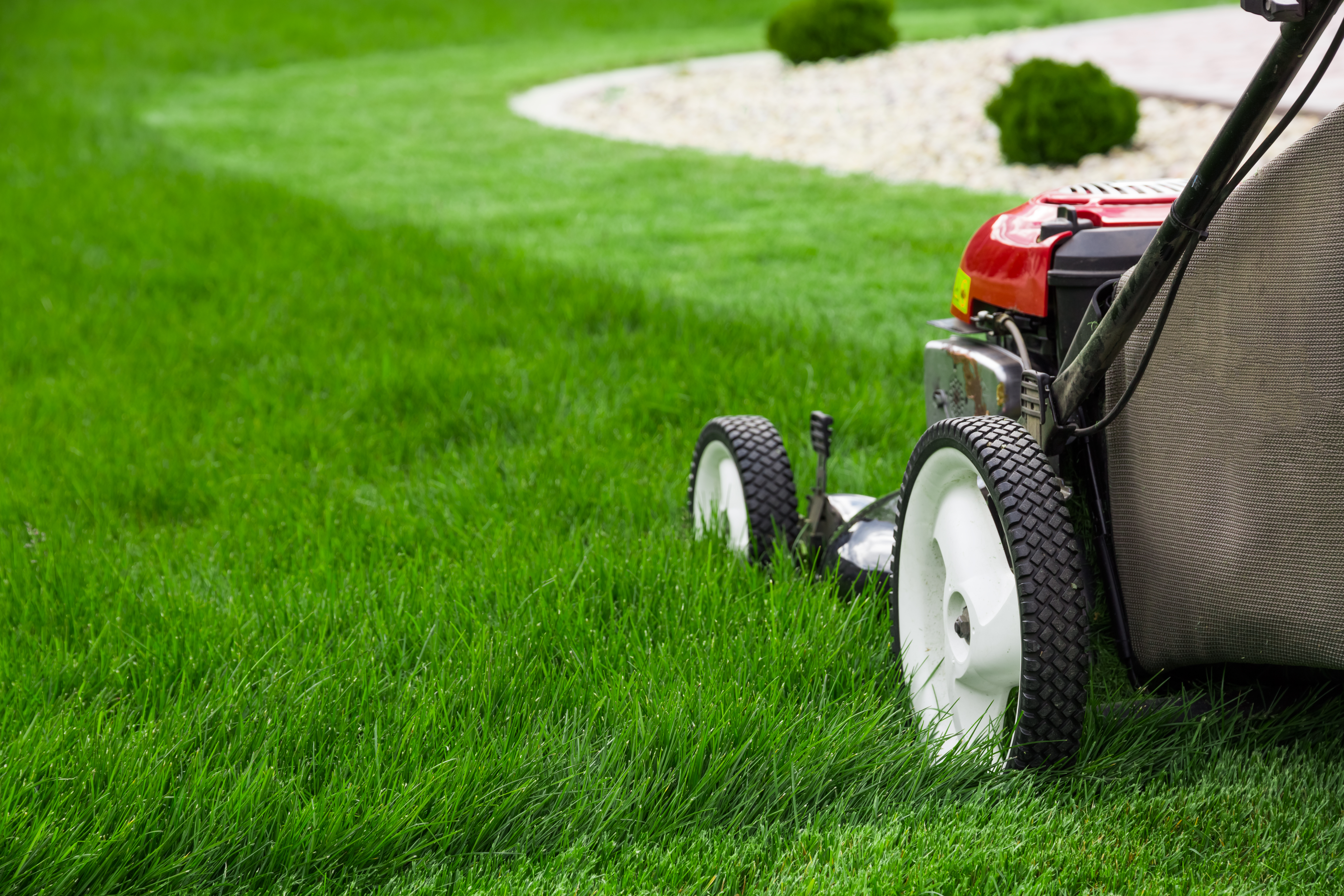 Lawn mower mowing a lawn full of green grass.