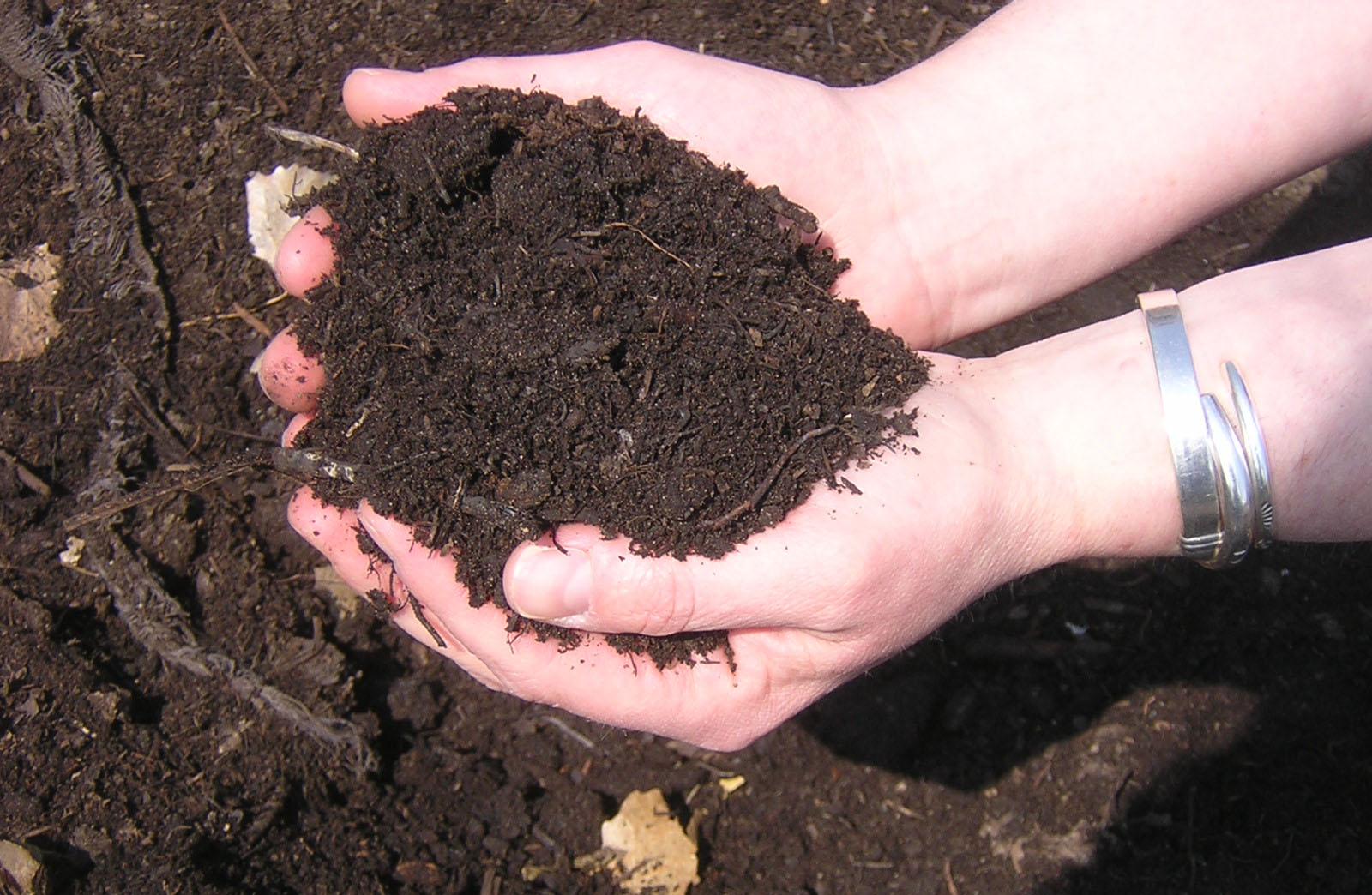 Hands filled with compost