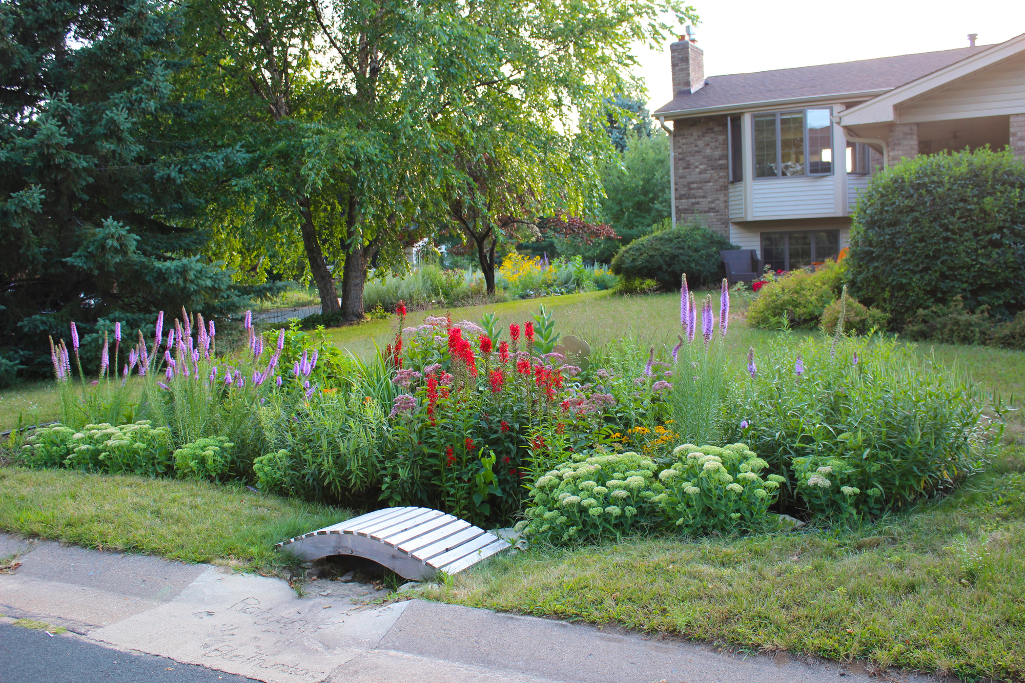 Raingarden in Shoreview. 