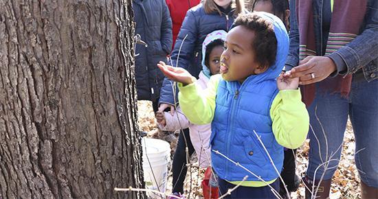 Child reaching to taste syrup from a tree tap at a Tamarack Nature Center event