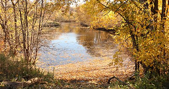 Scene of fall leaves at Battle Creek Regional Park