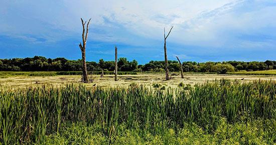 Mitigation pond during the summer at Tamarack Nature Center