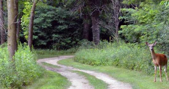 Deer on forest path