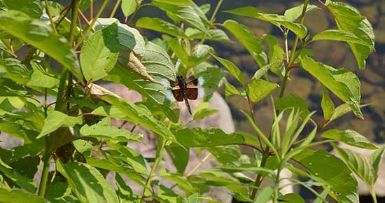 Dragonfly on plant