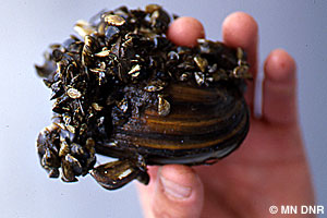 Hand holding a zebra mussel